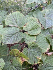 Viburnum lantanoides
