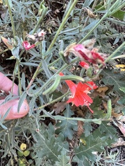 Epilobium canum