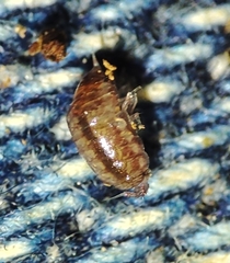 Trichoniscus pusillus