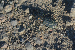 Cicindela tranquebarica