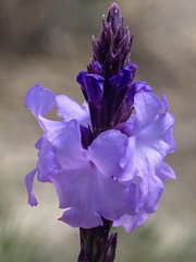 Verbena orcuttiana