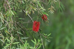 Melaleuca viminalis