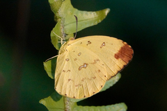 Eurema hecabe solifera