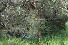 Melaleuca viminalis
