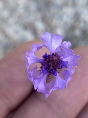 Verbena orcuttiana