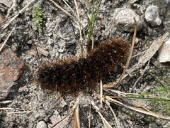 Pyrrharctia isabella