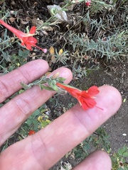 Epilobium canum