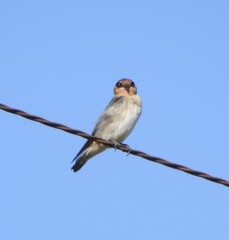 Petrochelidon fulva