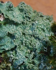 Punctelia jeckeri