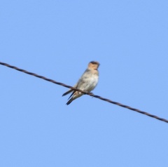 Petrochelidon fulva