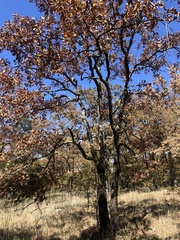 Quercus