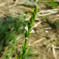 Verbena urticifolia