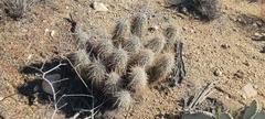 Echinocereus engelmannii engelmannii