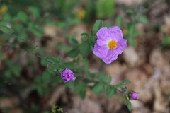 Cistus creticus