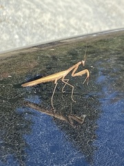 Mantis religiosa