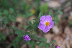 Cistus creticus