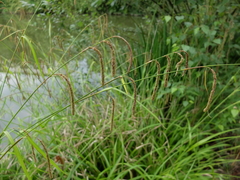 Carex agastachys