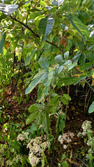 Quercus imbricaria