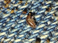 Trichoniscus pusillus