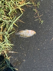 Mayaheros urophthalmus