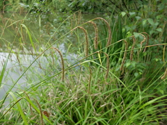 Carex agastachys