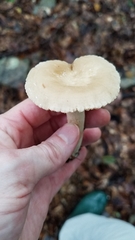 Lactarius subplinthogalus