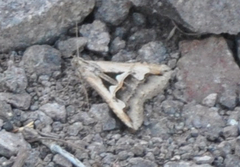 Melipotis bisinuata