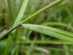 Carex agastachys