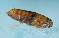 Ceratophyllidae