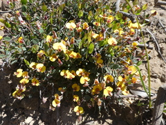 Bossiaea prostrata