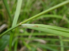 Carex agastachys