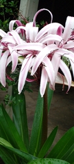 Crinum × amabile
