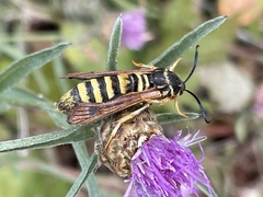 Pennisetia marginatum