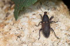 Pseudocleonus grammicus