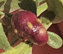 Rhopalomyia californica