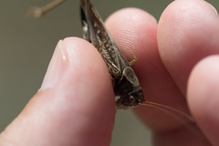 Platycleis albopunctata