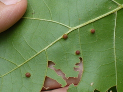 Polystepha globosa
