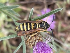 Pennisetia marginatum