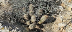 Echinocereus engelmannii engelmannii