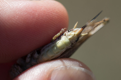 Platycleis albopunctata