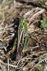 Stenobothrus lineatus
