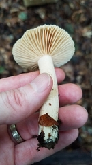Lactarius subplinthogalus