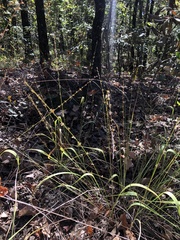 Chasmanthium sessiliflorum