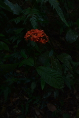 Ixora