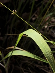 Chasmanthium sessiliflorum
