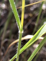 Chasmanthium sessiliflorum