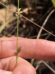 Chasmanthium sessiliflorum