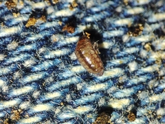 Trichoniscus pusillus