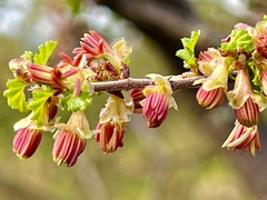 Nothofagus antarctica