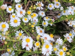 Symphyotrichum pilosum